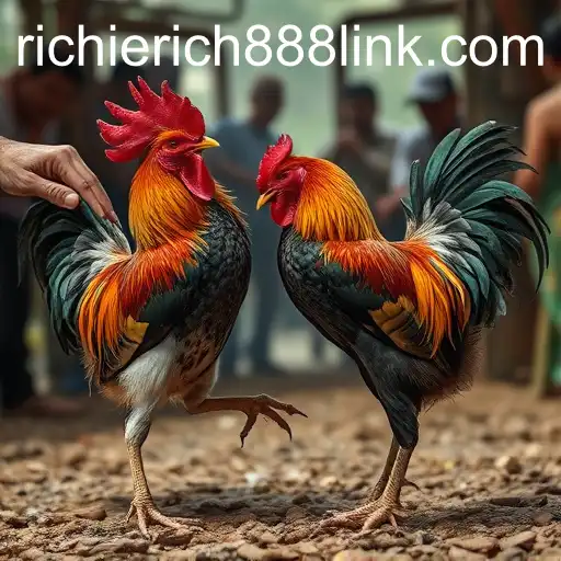 The Complex World of Cockfighting and the Role of RichieRich888